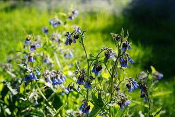 Lungwort (Pulmonaria officinalis) in its natural woodland habitat. The medicinal plant displays its...