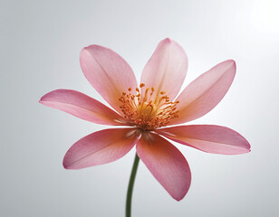 Fototapeta premium Close-up of a detailed single flower with translucent soft petals isolated on white, offering a clean and fresh look for botanical illustrations or sophisticated floral branding