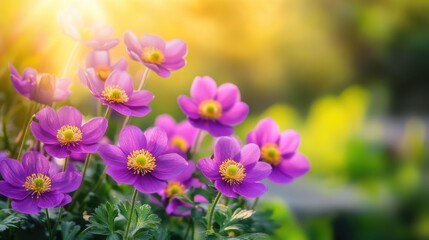 Fototapeta premium Vibrant Purple Buttercup Flowers in Bright Garden Setting