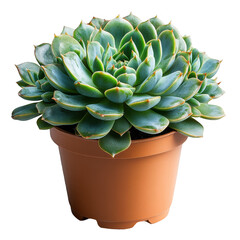 Buy echeveria elegans succulent plant online low maintenance houseplant care on transparent background