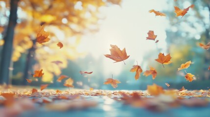 Autumn Leaves Falling in a Golden Forest during a Sunny Day