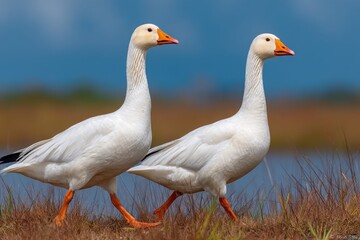 Obraz premium Two snow geese walking side by side in a field of brown grass, showcasing their pure white feathers and bright orange beaks against a blurred blue backdrop.