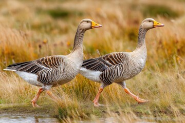 Obraz premium A pair of greylag geese wading gracefully through the tall, golden autumn grasses along the water's edge, foraging for food in their natural habitat.