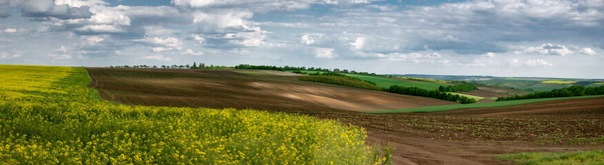 Wide panorama of agricultural lands. Blooming rapeseed. Picturesque landscape of the black soil zone of Ukraine.