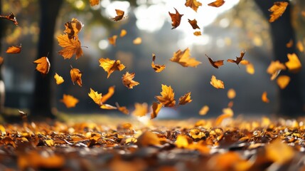 Autumn Leaves Falling in Beautiful Golden Light During Fall Season