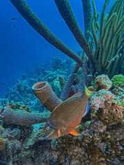 Caribbean coral garden