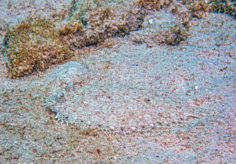peacock flounder ,Bothus mancus,