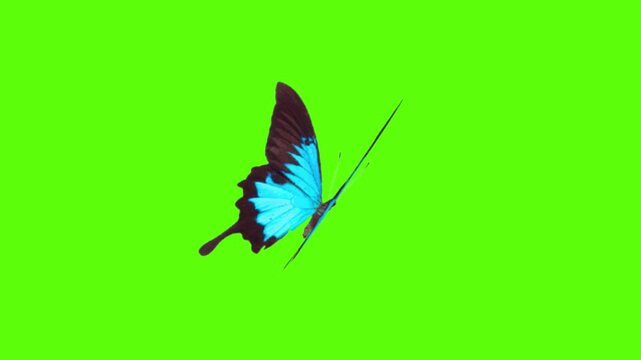 Blue butterfly flying green screen stock footage