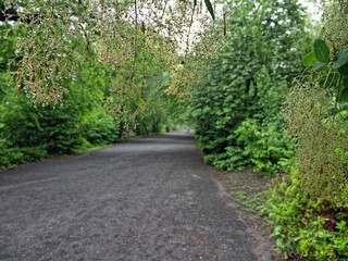 Central Park in spring, on foggy morning