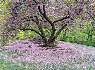 Japanese cherry tree in spring