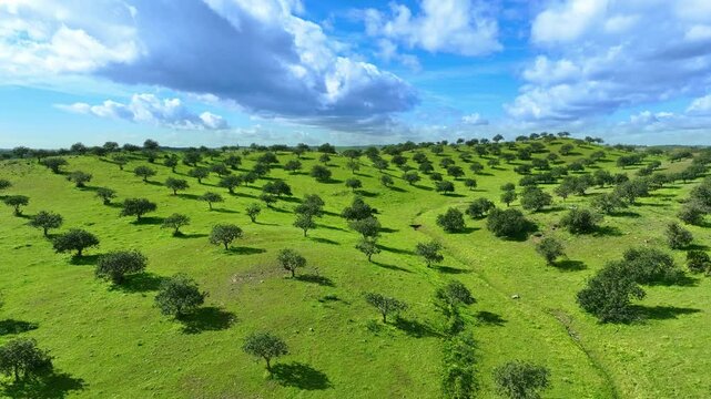 Castro Marim carob trees hill in Algarve in Guadiana river Portugal