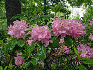 Rhododendron arboreum,flower in spring