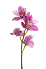 Obraz premium Elegant Pink Orchid Flower Bloom on White Background