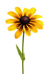 Naklejka premium Vibrant Yellow Black Eyed Susan Flower Isolated on White Background