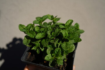 Fresh orange mint (Mentha piperita citrata) in a glazed beige clay pot. The aromatic herb features healthy, serrated green leaves. 