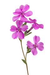 Obraz premium Vibrant Pink Flowers Close-up Photography of Delicate Blooms
