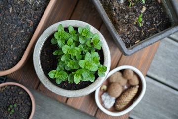 Fresh orange mint (Mentha piperita citrata) in a glazed beige clay pot. The aromatic herb features healthy, serrated green leaves. 