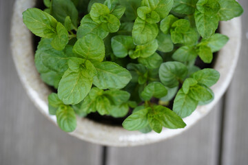 Fresh orange mint (Mentha piperita citrata) in a glazed beige clay pot. The aromatic herb features healthy, serrated green leaves. 