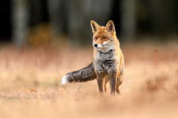 Red Fox ( Vulpes vulpes ) close up