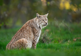 Eurasian lynx ( Lynx lynx ) close up