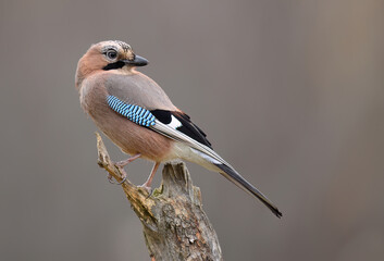 Eurasian jay bird ( Garrulus glandarius )