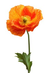 Vibrant Orange Poppy Flower Isolated on White Background