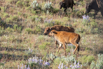 Buffalo buddies