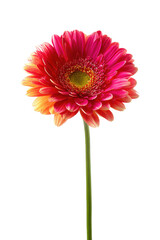 Vibrant Pink and Orange Gerbera Daisy Flower on White Background