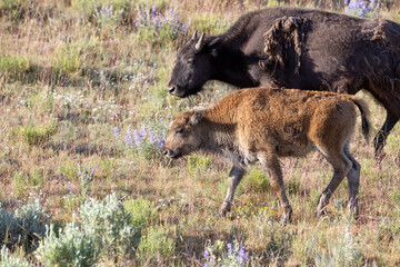 Bison calf and mother