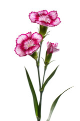 Fototapeta premium Elegant Pink and White Dianthus Flower Stem, Close-up Studio Shot