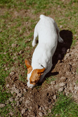 Dog digging a hole in the ground – playful behavior, instinct, outdoor activity