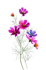 Naklejka premium Vibrant Cosmos Flowers A Delicate Bouquet of Pink, Purple, and Magenta Blooms