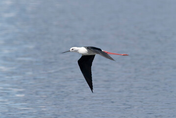飛翔するセイタカシギ