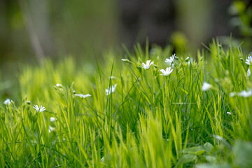 Stellaria holostea. delicate forest flowers made of ham, Stellaria holostea or Echte Sternmiere. Floral background. White flowers on a natural background. close-up, macro photo, beauty of nature
