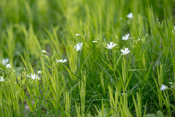 Stellaria holostea. delicate forest flowers made of ham, Stellaria holostea or Echte Sternmiere. Floral background. White flowers on a natural background. close-up, macro photo, beauty of nature