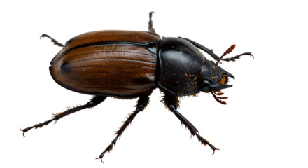 beetle isolated on white background