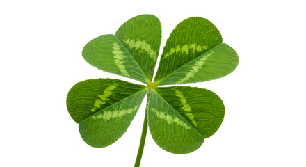 four leaf clove isolated on white background
