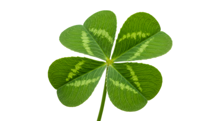 four leaf clove isolated on white background
