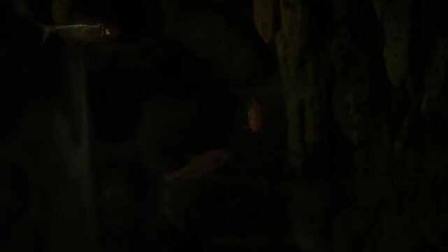 Mexican Blind Cave Fish Swimming in Dark Water - 1