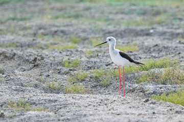 Uzunbacak » Black-winged Stilt » Himantopus himantopus