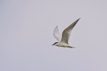 Sumru » Sterna hirundo » Common Tern
