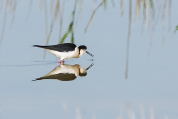 Uzunbacak » Black-winged Stilt » Himantopus himantopus