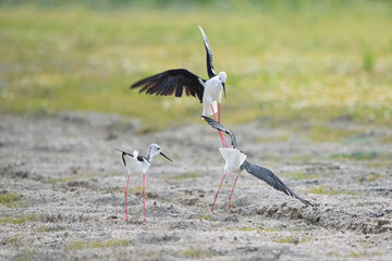 Uzunbacak » Black-winged Stilt » Himantopus himantopus