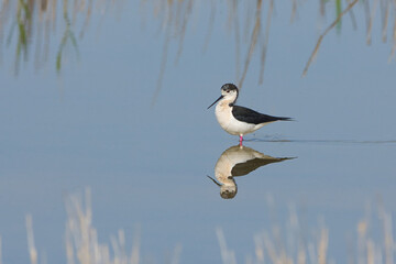 Uzunbacak » Black-winged Stilt » Himantopus himantopus
