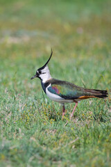Kızkuşu » Northern Lapwing » Vanellus vanellus