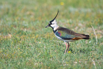 Kızkuşu » Northern Lapwing » Vanellus vanellus