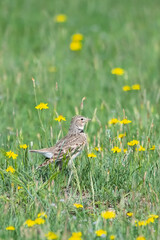 Boğmaklı toygar » Calandra Lark » Melanocorypha calandra
