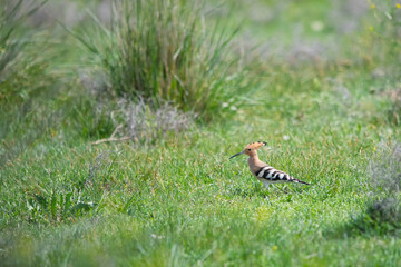 İbibik » Eurasian Hoopoe » Upupa epops © Yasin