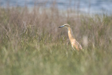 Alaca balıkçıl » Ardeola ralloides » Squacco heron