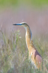 Alaca balıkçıl » Ardeola ralloides » Squacco heron